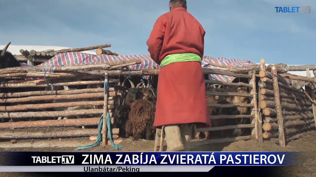 Krutá zima v Mongolsku ohrozuje živobytie pastierskych rodín