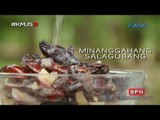 Kapuso Mo, Jessica Soho: Salagubang delicacy in Nueva Ecija