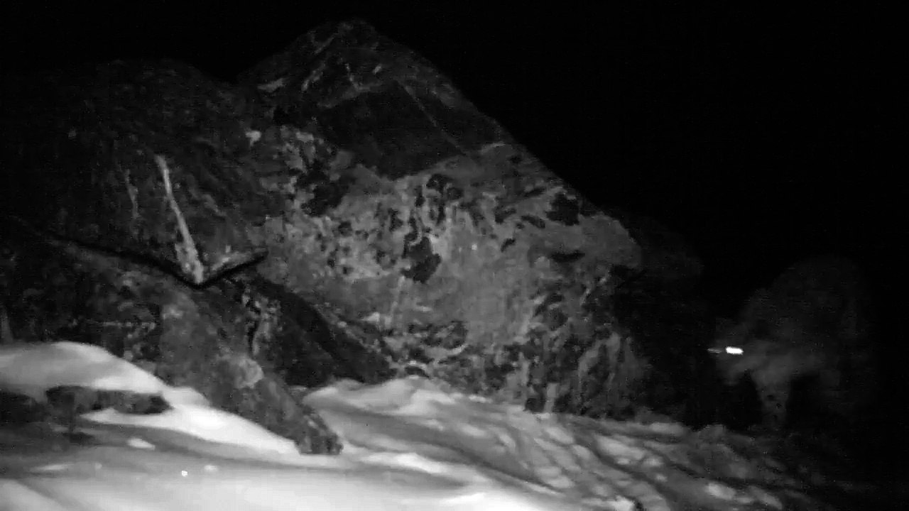 Le tout premier enregistrement du cri de la panthère des neiges