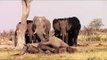 Elephants Mourn the Passing of One of the Herd