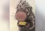 Adorable : Un porc-épic mange un morceau de banane