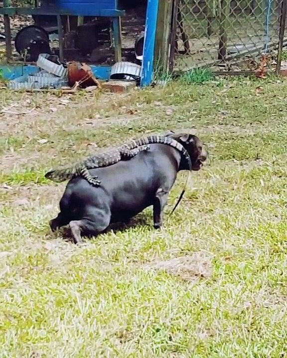 Mais il a quoi sur le dos le chien????