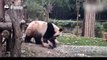 Quand maman panda essaie de donner un bain à son bébé !