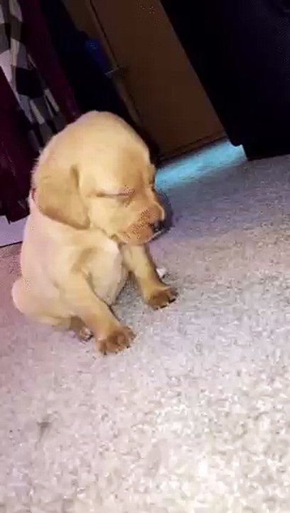 Sleeping Puppy