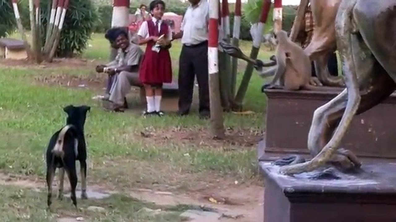 Dog and Monkey funny video must watching