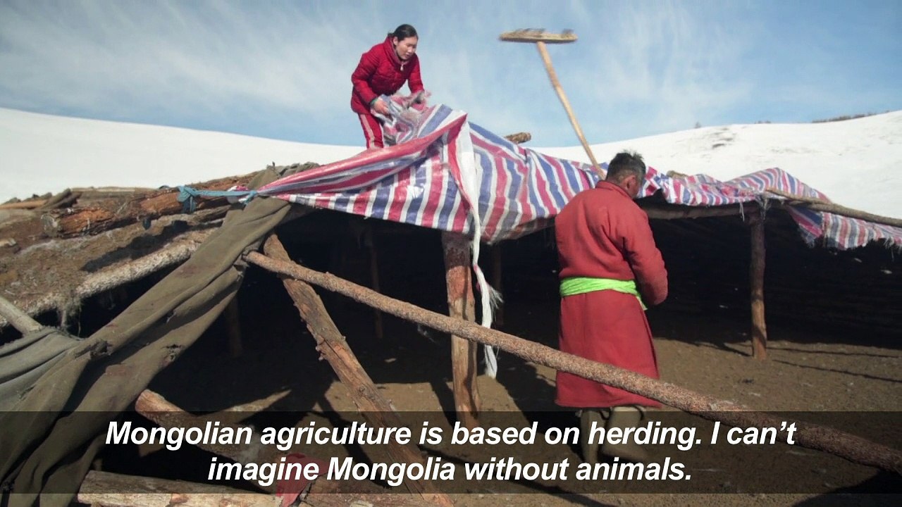 Mongolia herders face dreaded 'dzud' losses: Red Cross