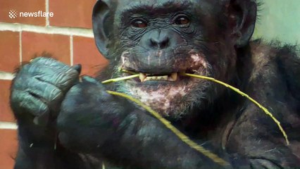 Chimpanzee chews enthusiastically on a stick