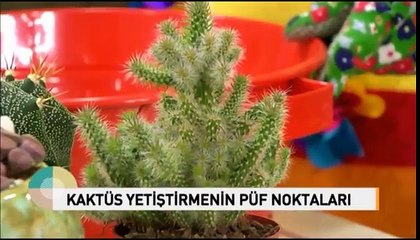 Kaktüs Bakımı ,ve Saksı Değişimi Nasıl Yapılır.izleyelim