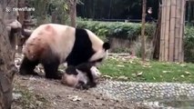 Naughty panda cub refuses to take a bath