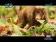 Doc Nielsen encounters the Palawan stink badger or 'pantot' | Born to be Wild