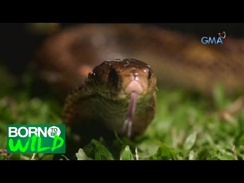 Born to Be Wild: Rescuing a Philippine Cobra in Catanduanes