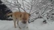 Excited Dog Cannot Get Enough of the Snow