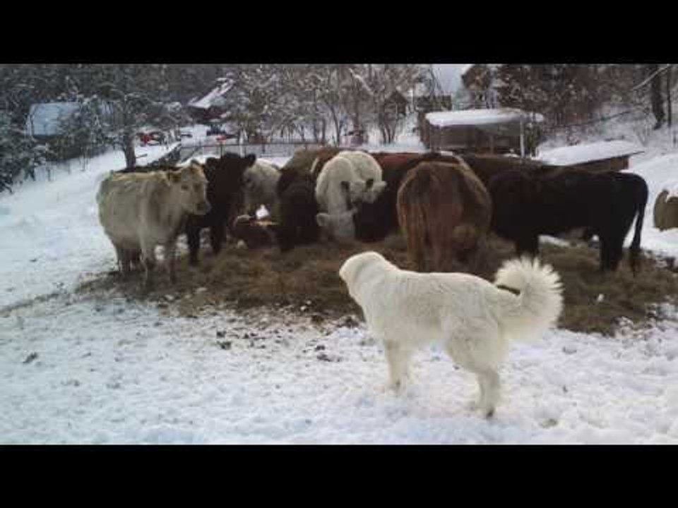 Cute Golden Retriever Meets Cows for the First Time