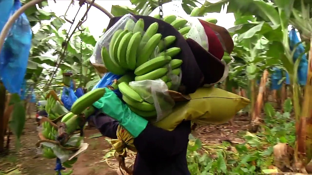 Priviți ce etape SUFERĂ BANANELE din supermarket pe care și tu LE MĂNÂNCI. Trebuie să vezi asta!