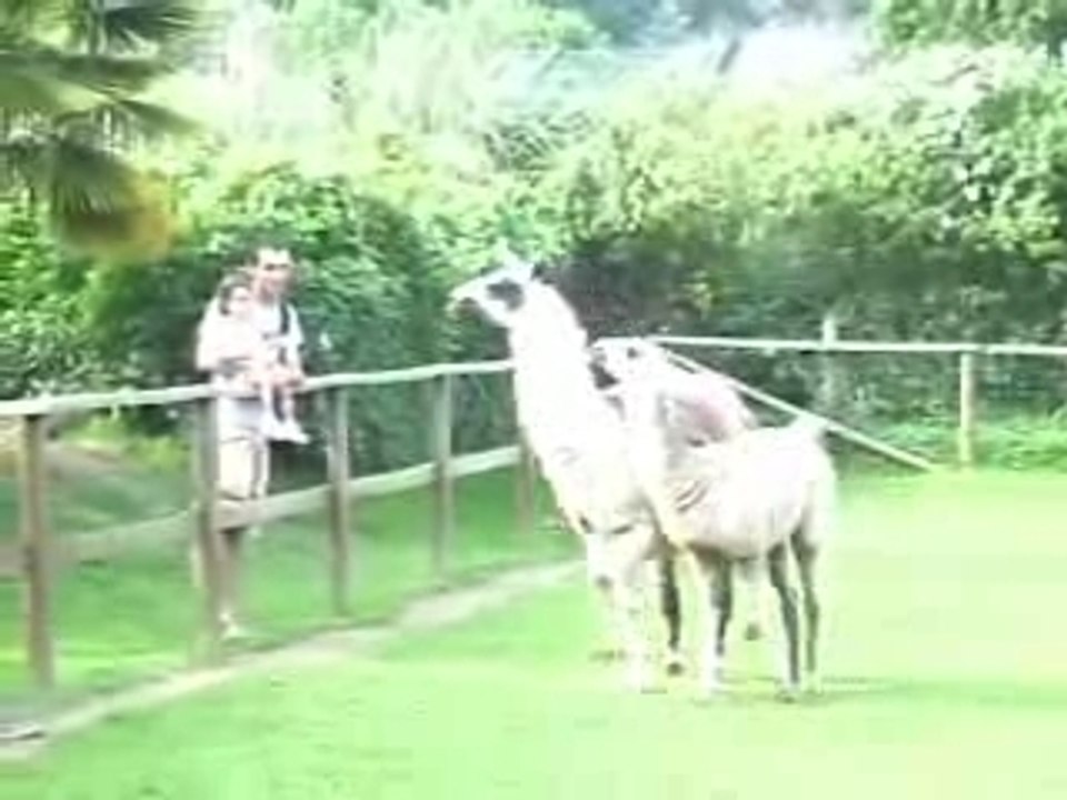 Au Zoo de la Bourbensais