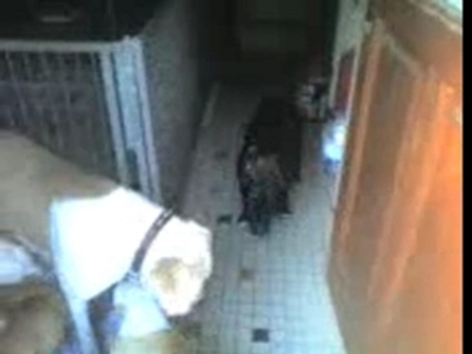 Dixie et les bébés