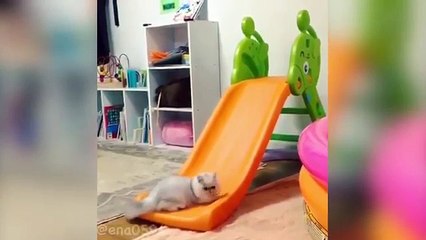 TRY NOT TO LAUGH OR GRIN - Funny Cat Fails Compilation 2016
