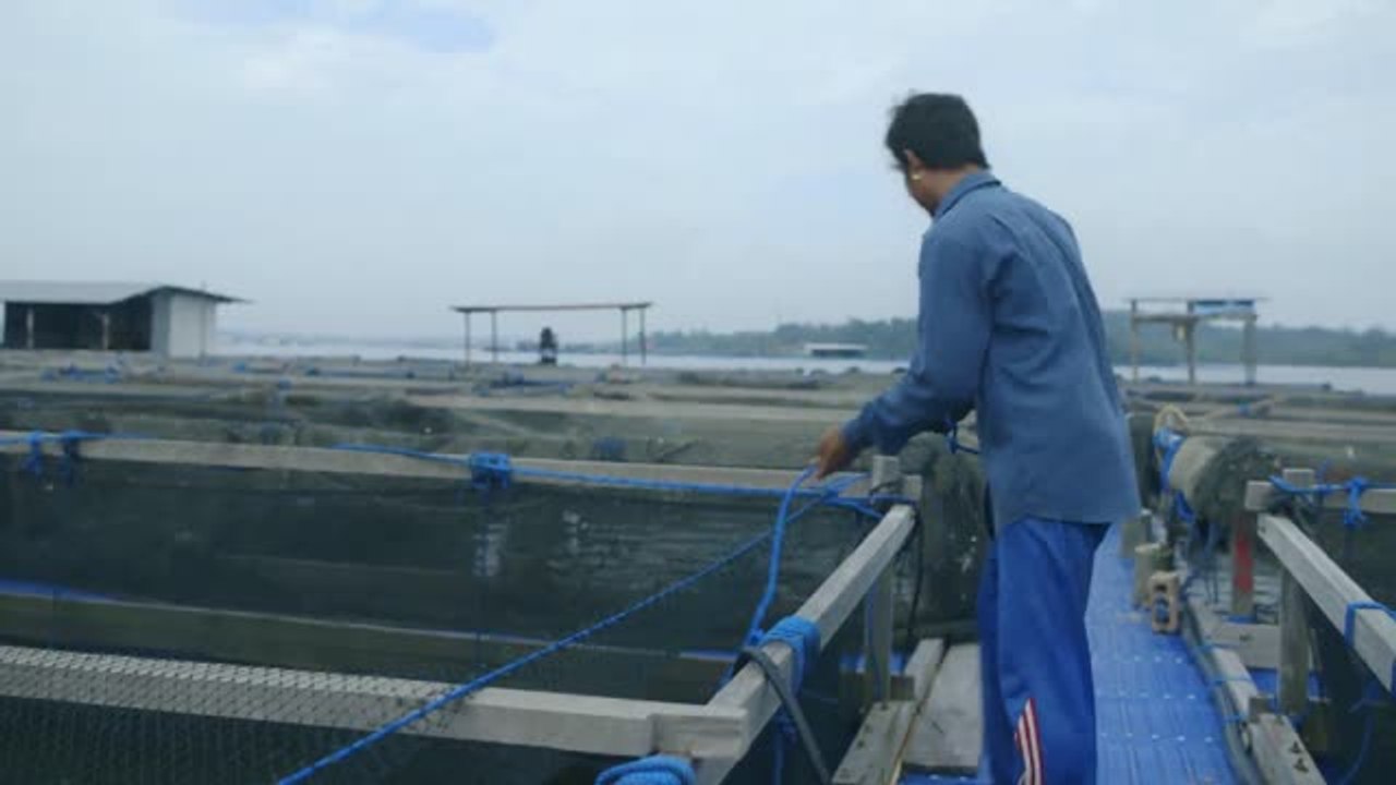Fish Farm