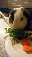 Oreo the Guniea Pig eats his Kale, Cuteness Overload
