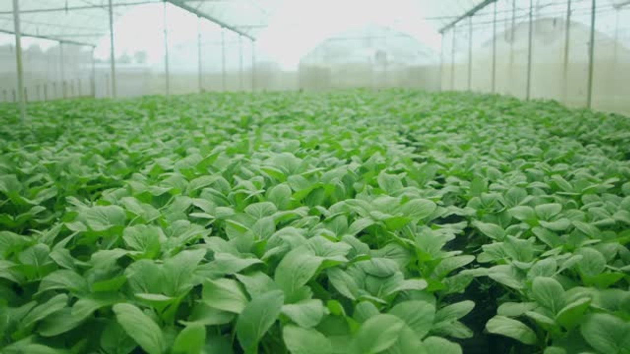 Vegetable Farm