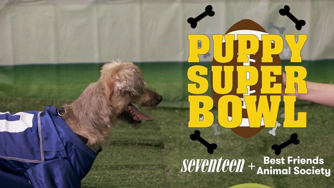 This PUPPY SUPER BOWL Is So Cute, We Can’t Believe It’s Real!