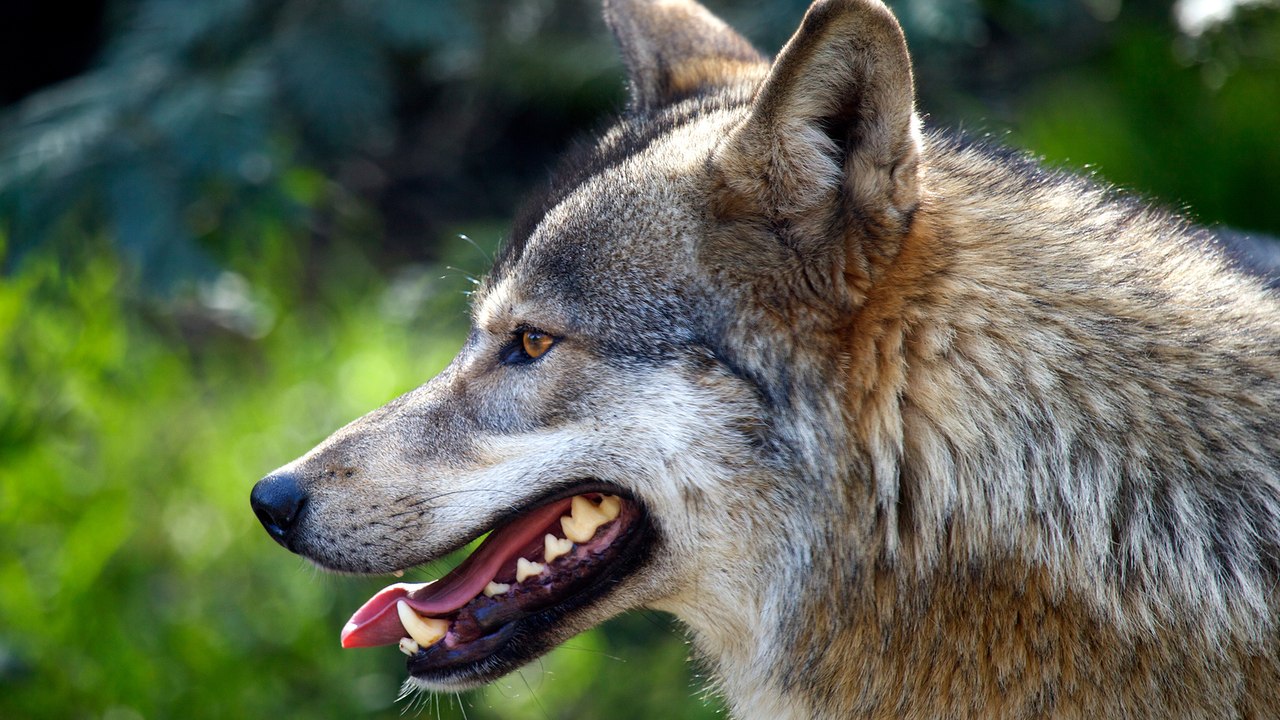 This Adopted Puppy Turned Out to Be a Wolf Dog