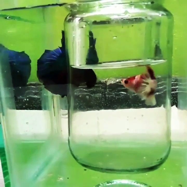 Budidaya Ikan Cupang Hias Kontes