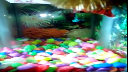 Cupang Aduan Siap Bertarung Sampai Mati