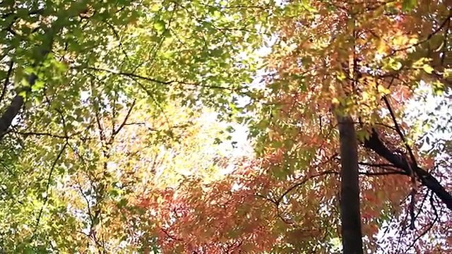 Protecting Our Business While Safeguarding Forests | Kimberly Clark Corporation