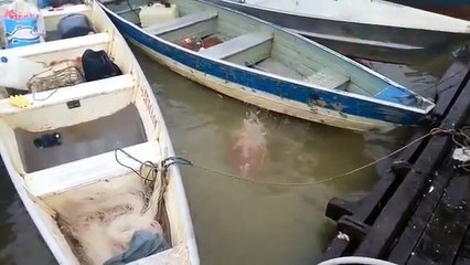 Un pescatore getta della carne in acqua e... ciò che vedrete vi farà rabbrividire!