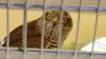 Injured Hawk Found In Greenhouse
