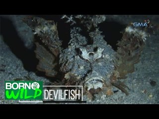 Born to Be Wild: Spiny Devilfish, a fish with a demon-like appearance