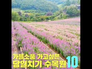 가을소풍 가고싶은 당일치기 수목원 10곳