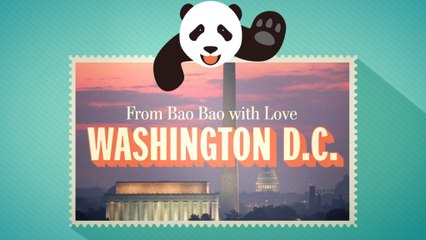 A look back at Bao Bao's most adorable moments