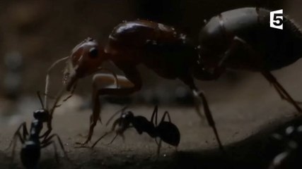 Des fourmis décapitent leurs reines