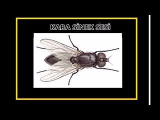 Kara sinek sesi
