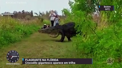 Crocodilo gigante é filmado por turistas em parque da Flórida