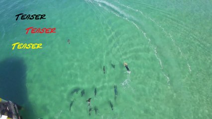 Seals dive....teaser