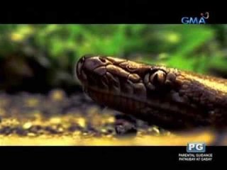 Born to be Wild: Snake Island