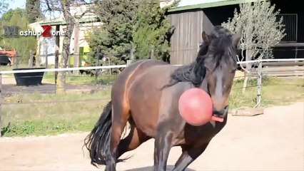 funny horses videos