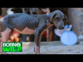 Born to be Wild: Doc Nielsen treats a puppy with scabies