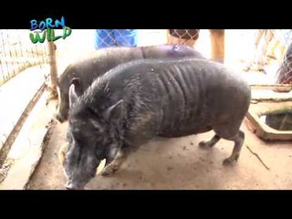 Doc Ferds and Doc Nielsen remove the tusk of a Philippine Warty Pig