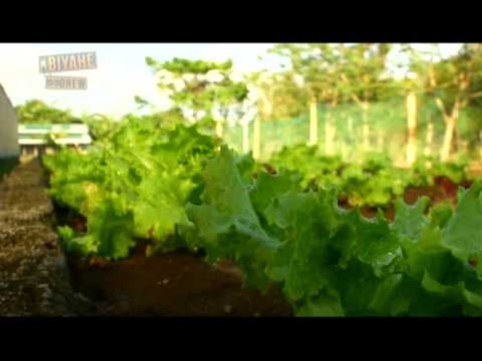 Biyahe ni Drew: Pick your own organic veggies in Quezon Province