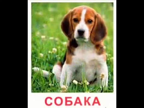 Домашние животные для детей. На ферме. Песенка - мультик про голоса животных. Кто как гово