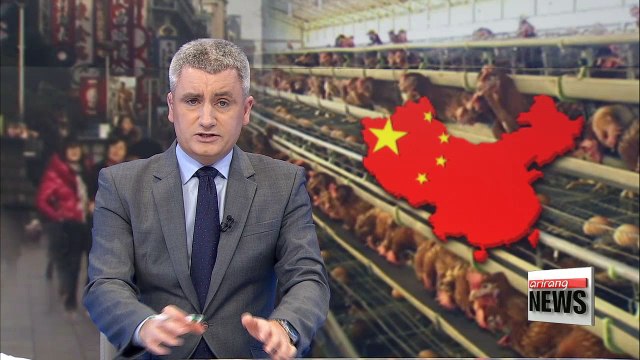 Chin reports rising number of human bird flu infections