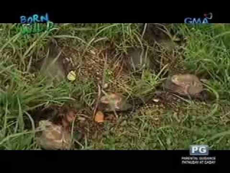 Born to be Wild: Chinese soft-shelled turtles