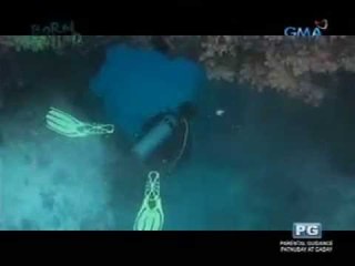 Born to be Wild: Doc Ferdz encounters a whale shark while searching for sea kraits