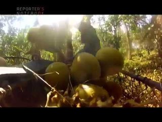 Reporter's Notebook: Coconut trees in Southern Tagalog, infected by microscopic pest