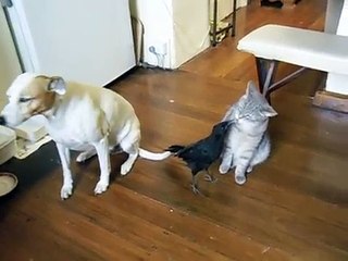 Karga, kedi ve köpeğe öyle bir şey yaptı ki!