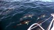 J103 : En attendant de retrouver du vent, Romain Attanasio navigue avec les dauphins ! / Vendée Globe